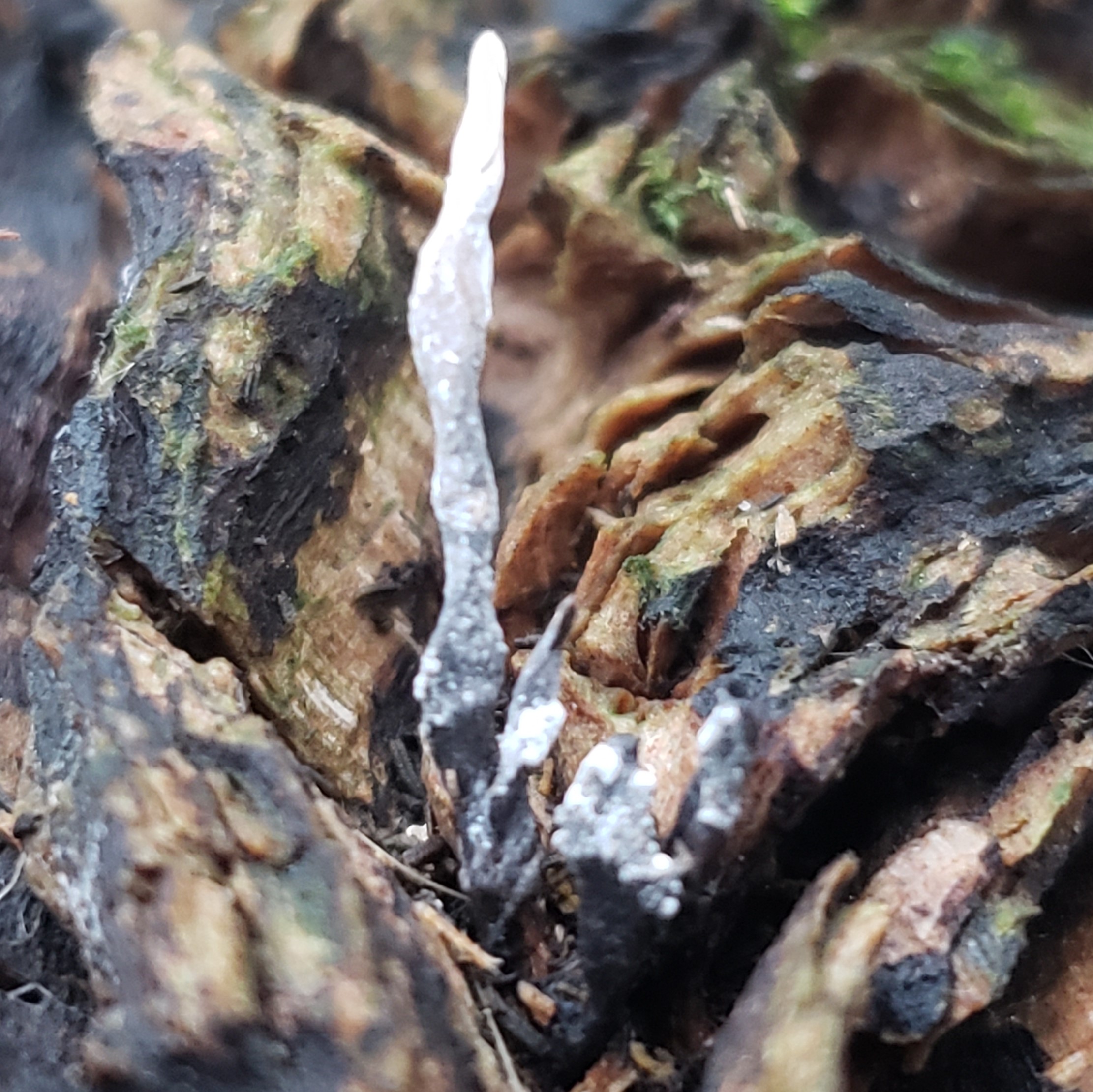 Picture of Xylaria hypoxylon